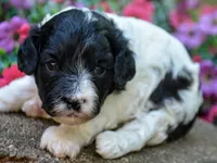 Karma, a female Cavapoo for sale in Hull, GA – 1 of 2
