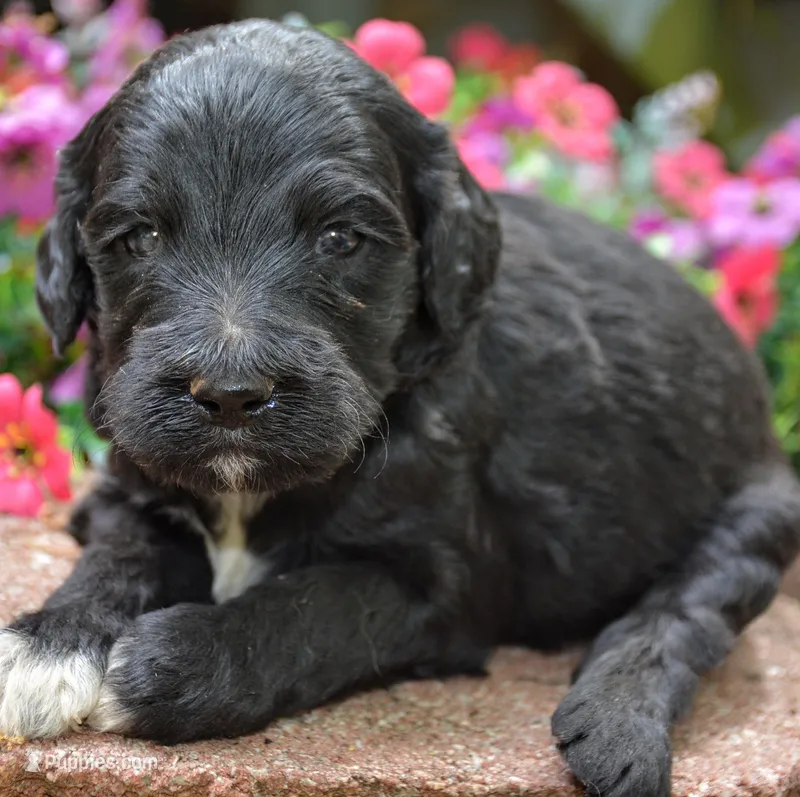 Cara – Miniature Goldendoodle puppy for sale in Hull, GA