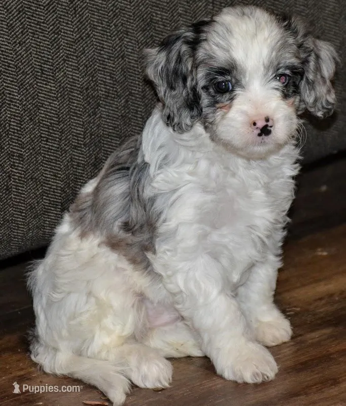 sasha – Cavapoo puppy for sale in Hull, GA