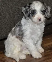 sasha, a female Cavapoo for sale in Hull, GA – 1 of 1