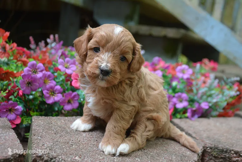 Biggs – Cavapoo puppy for sale in Hull, GA