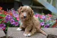Biggs, a male Cavapoo for sale in Hull, GA – 1 of 1