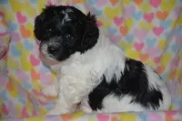 Karma, a female Cavapoo for sale in Hull, GA – 2 of 2