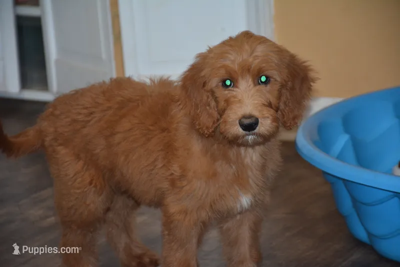 Pearl – Goldendoodle puppy for sale in Hull, GA