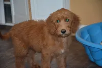 Pearl, a female Goldendoodle for sale in Hull, GA – 1 of 2