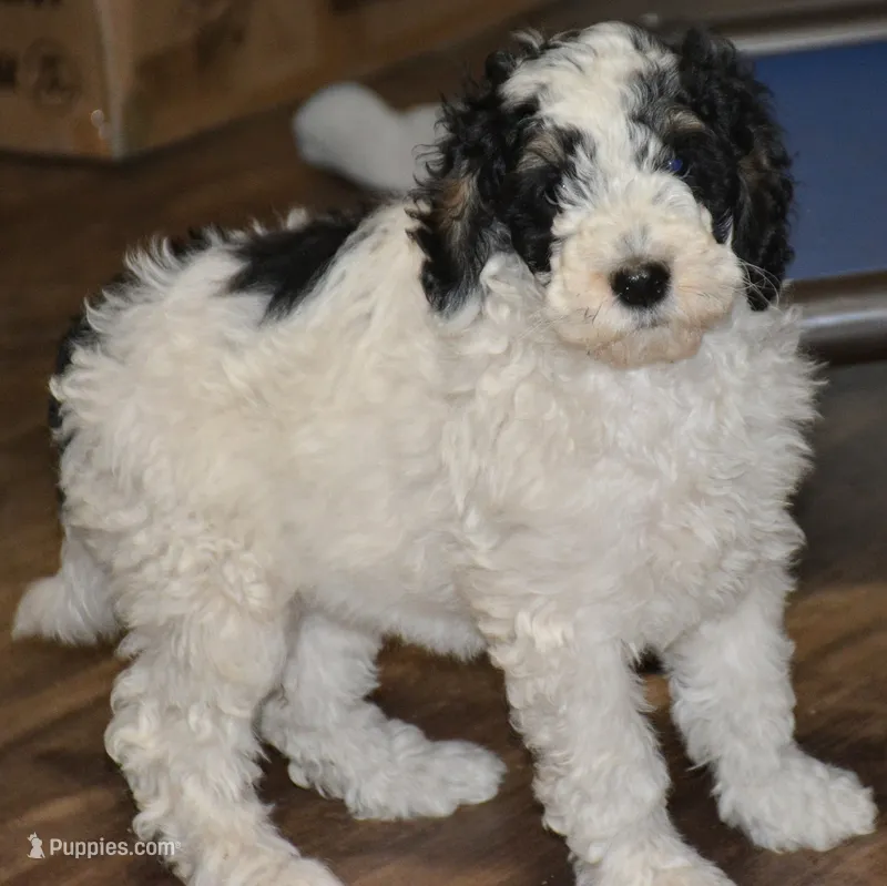 poppi – Miniature Goldendoodle puppy for sale in Hull, GA