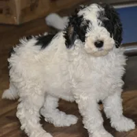 poppi, a female Miniature Goldendoodle for sale in Hull, GA – 1 of 1