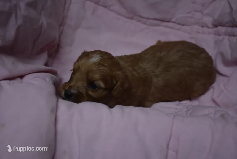 Parker – Cavapoo puppy for sale in Hull, GA