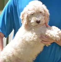 Ginger, a female Miniature Goldendoodle for sale in Hull, GA – 1 of 2
