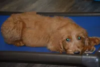 Poppy, a female Goldendoodle for sale in Hull, GA – 2 of 2