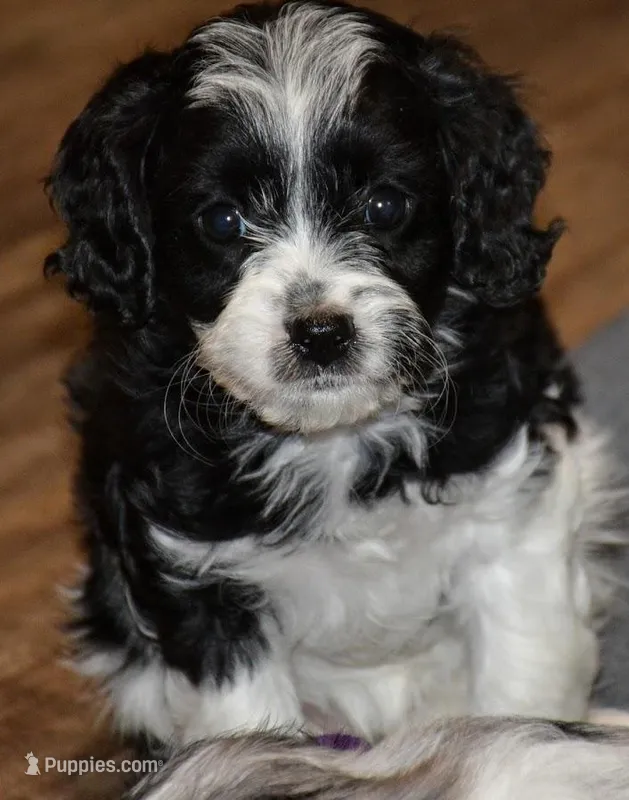 Darla – Cavapoo puppy for sale in Hull, GA
