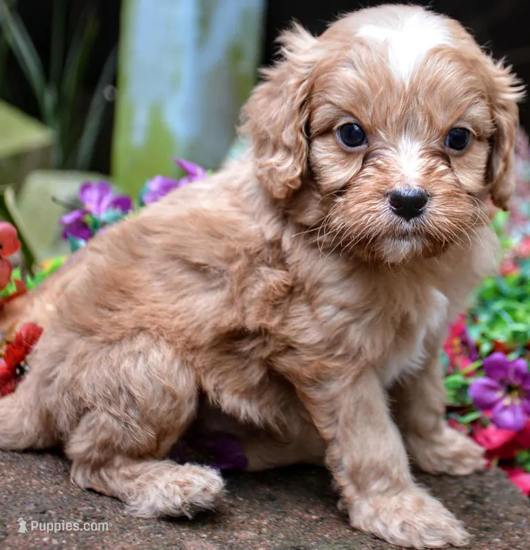 Biggy – Cavapoo puppy for sale in Hull, GA