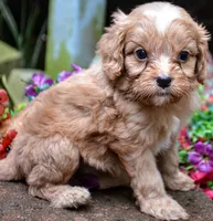 Biggy, a male Cavapoo for sale in Hull, GA – 1 of 1