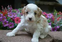 Ricky, a male Cavapoo for sale in Hull, GA – 1 of 1