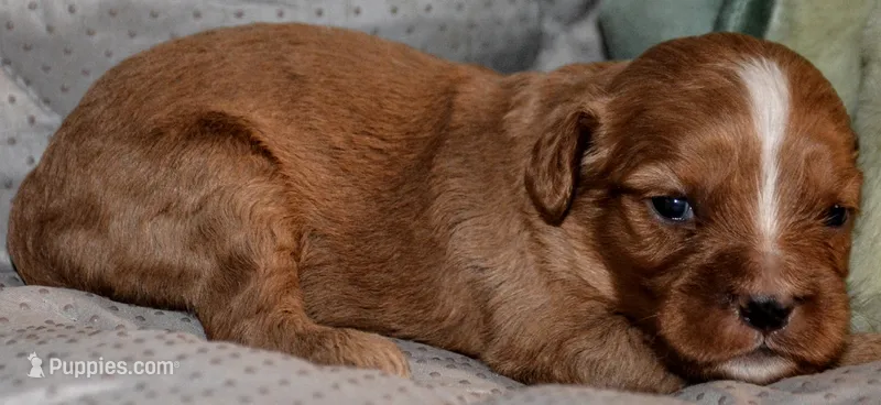 Biggy – Cavapoo puppy for sale in Hull, GA