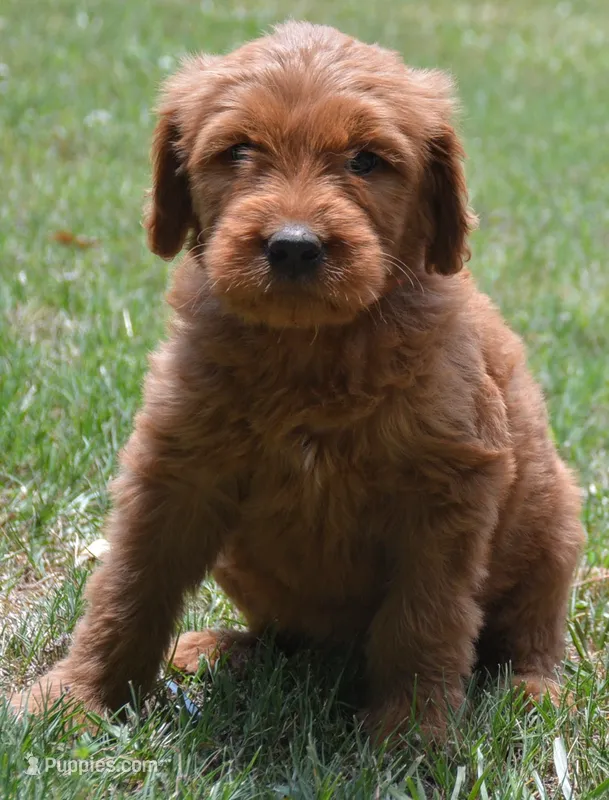 Chevy – Goldendoodle puppy for sale in Hull, GA