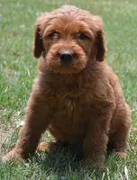 Chevy, a male Goldendoodle for sale in Hull, GA – 1 of 1
