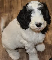 Ollie, a male Miniature Goldendoodle for sale in Hull, GA – 1 of 1