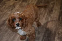 Carter, a male Cavapoo for sale in Hull, GA – 2 of 2