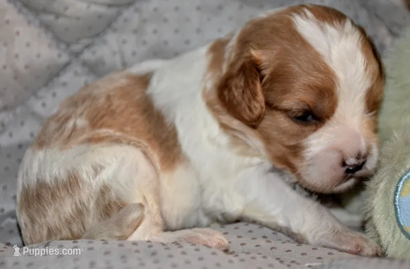 Prissy – Cavapoo puppy for sale in Hull, GA