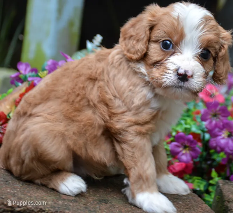 Matlock – Cavapoo puppy for sale in Hull, GA