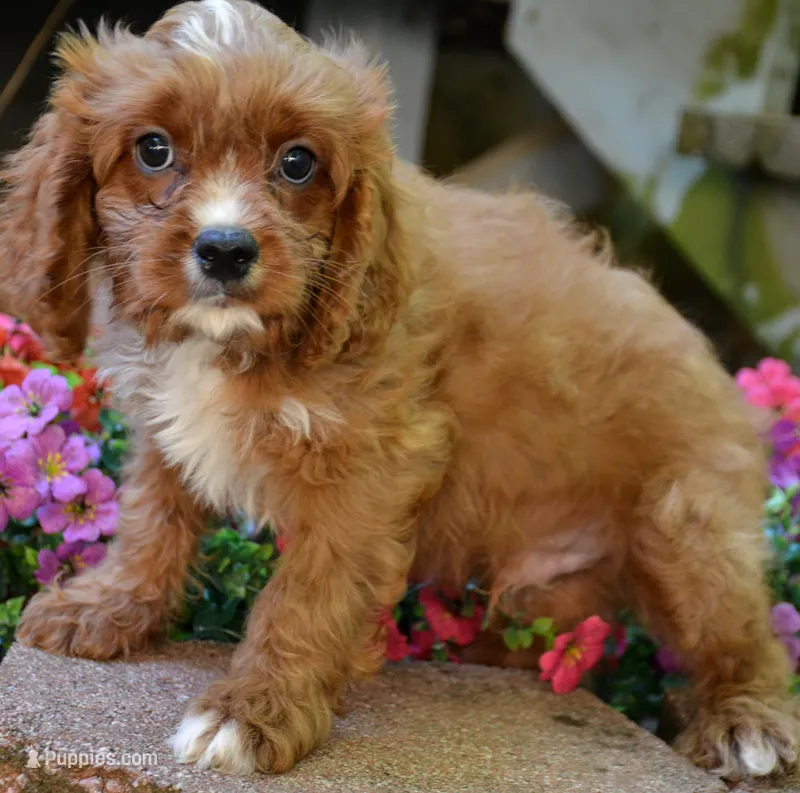 Carter – Cavapoo puppy for sale in Hull, GA