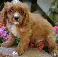 Carter, a male Cavapoo for sale in Hull, GA – 1 of 1