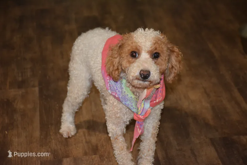 Biggs – Poodle - Toy  puppy for sale in Hull, GA