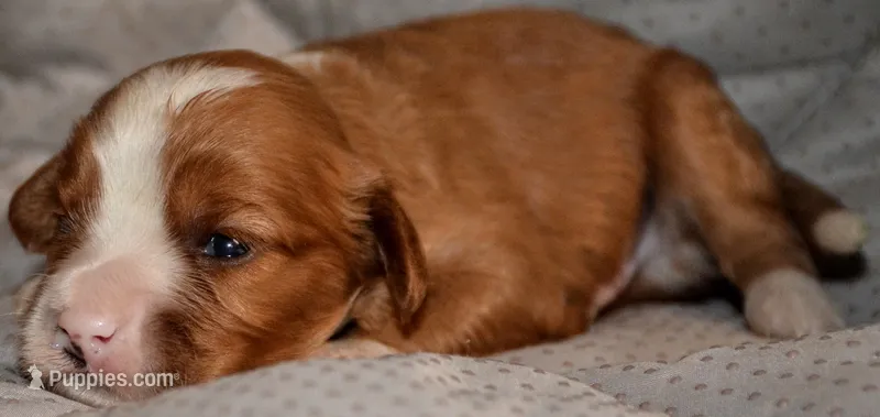 Matlock – Cavapoo puppy for sale in Hull, GA