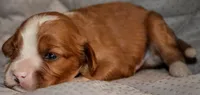 Matlock, a male Cavapoo for sale in Hull, GA – 1 of 1