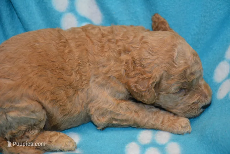 Mika – Poodle - Standard  puppy for sale in Hull, GA