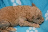 Mika, a female Poodle - Standard  for sale in Hull, GA – 1 of 1