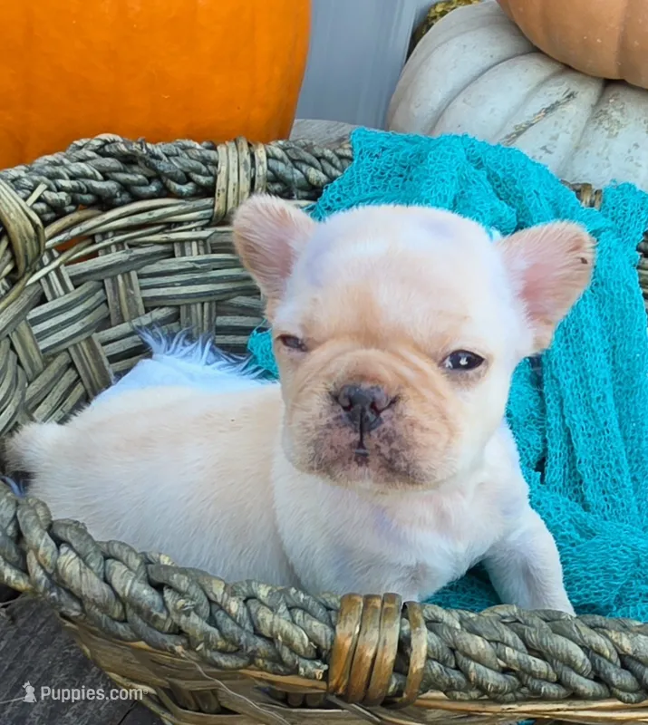 Lilo 2 – French Bulldog puppy for sale in Newton, IL