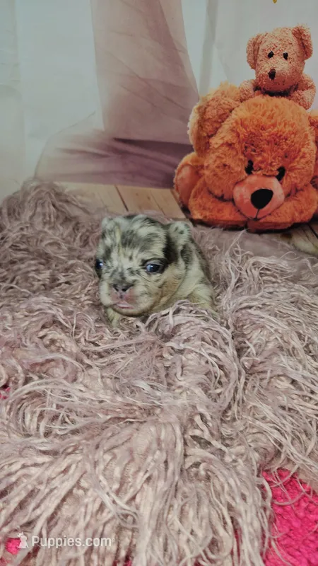 WB 5 – French Bulldog puppy for sale in Newton, IL