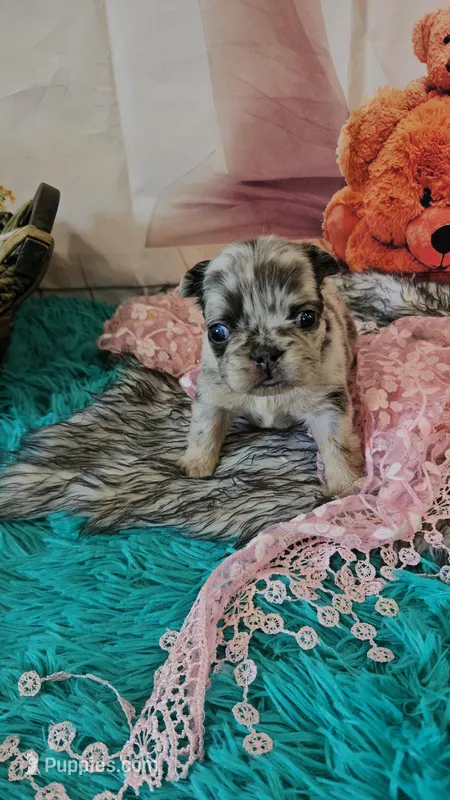 WB 5 – French Bulldog puppy for sale in Newton, IL