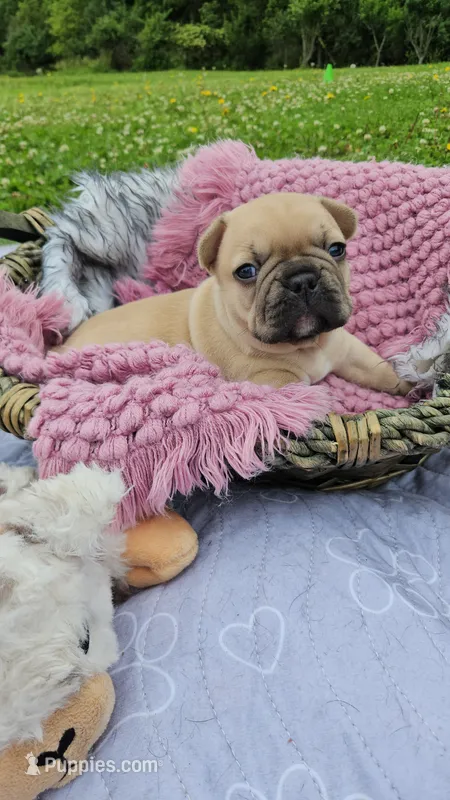 Kieko 2 – French Bulldog puppy for sale in Newton, IL