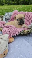 Kieko 2, a female French Bulldog for sale in Newton, IL – 1 of 3