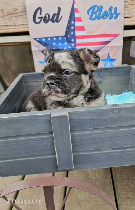 Mezzi 2 – French Bulldog puppy for sale in Newton, IL