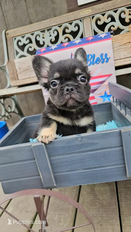 WB 1 – French Bulldog puppy for sale in Newton, IL