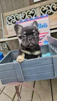 WB 1, a male French Bulldog for sale in Newton, IL – 2 of 9