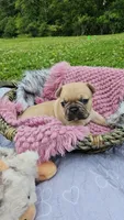 Kieko 2, a female French Bulldog for sale in Newton, IL – 2 of 3