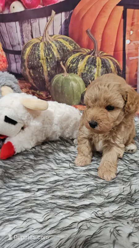 Tessa 3 – Poodle - Toy  puppy for sale in Newton, IL