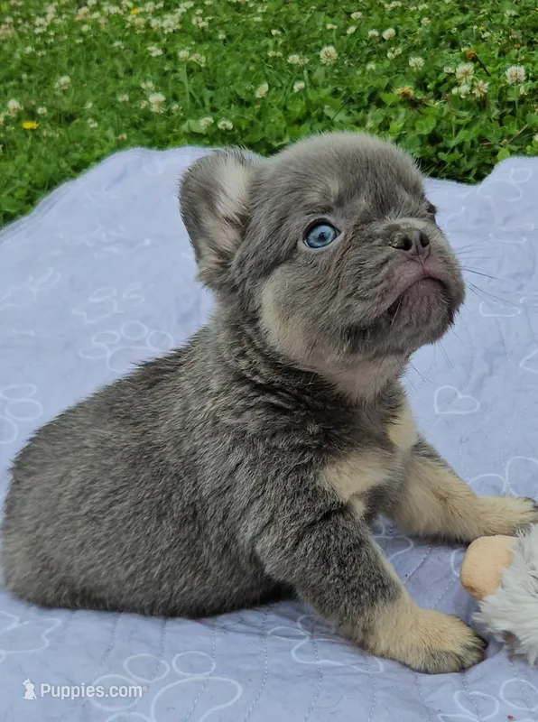 WB 3 – French Bulldog puppy for sale in Newton, IL