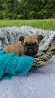Mezzi 4, a male French Bulldog for sale in Newton, IL – 3 of 3