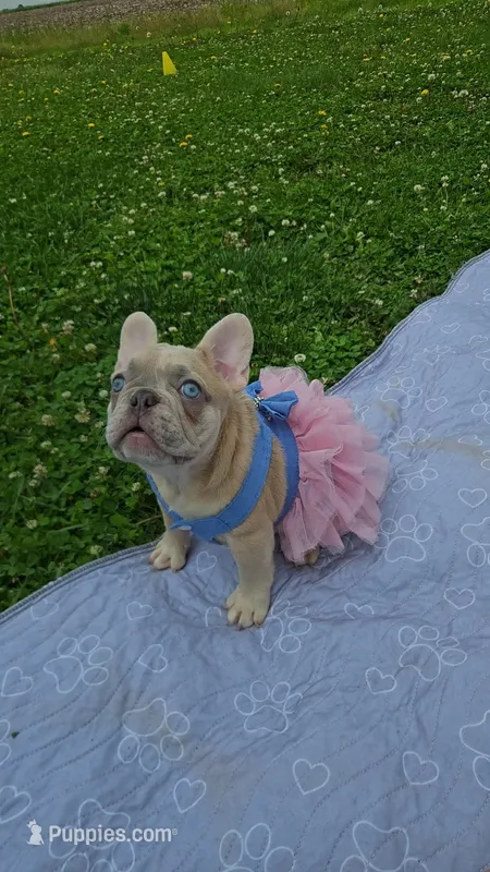 Rosie 2 – French Bulldog puppy for sale in Newton, IL