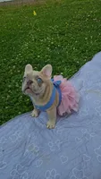 Rosie 2, a female French Bulldog for sale in Newton, IL – 1 of 5