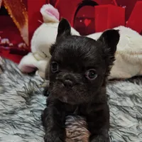 Raven 2, a female French Bulldog for sale in Newton, IL – Photo 6 of 6