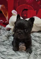 Raven 2, a female French Bulldog for sale in Newton, IL – Photo 3 of 3