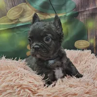 Raven 2, a female French Bulldog for sale in Newton, IL – Photo 3 of 6
