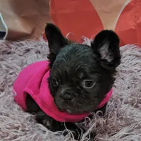 Raven 2, a female French Bulldog for sale in Newton, IL – Photo 5 of 6